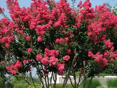 Exploring the Beauty of Crape Myrtle Trees