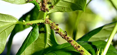 Got Aphids? Here’s How to Handle Those Pesky Pests