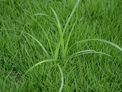 How to Control Nutgrass