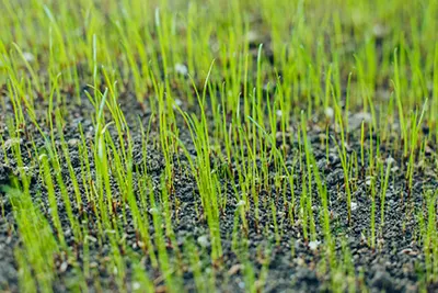 How to Reseed Your Lawn for a Healthy Yard All Year Long