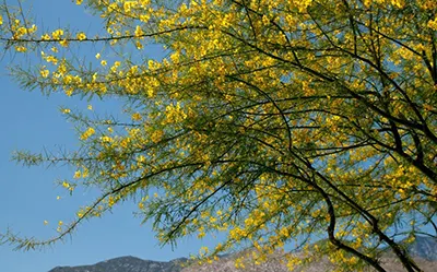 Keeping Your Trees Healthy This Fall in San Diego