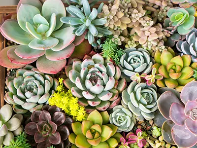 Succulents Services, North County San Diego, CA